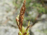 Carex halleriana 8, Saxifraga-Rutger Barendse