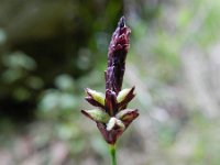 Carex halleriana 9, Saxifraga-Rutger Barendse