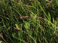 Carex hartmanii 1, Kleine knotszegge, Saxifraga-Hans Boll