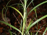 Carex hirta 10, Ruige zegge, Saxifraga-Rutger Barendse