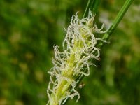 Carex hirta 11, Ruige zegge, Saxifraga-Peter Meininger