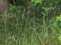 Carex hirta 13, Ruige zegge, Saxifraga-Hans Boll