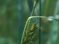 Carex hirta 2, Ruige zegge, Saxifraga-Jan van der Straaten