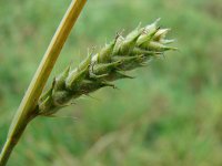 Carex hirta 3, Ruige zegge, Saxifraga-Jasenka Topic
