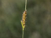 Carex hirta 4, Ruige zegge, Saxifraga-Peter Meininger