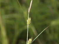 Carex hirta 5, Ruige zegge, Saxifraga-Peter Meininger