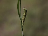 Carex hirta 6, Ruige zegge, Saxifraga-Peter Meininger