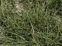 Carex hirta 7, Ruige zegge, Saxifraga-Peter Meininger