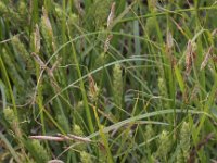 Carex hirta 8, Ruige zegge, Saxifraga-Peter Meininger