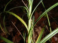 Carex hirta 9, Ruige zegge, Saxifraga-Rutger Barendse