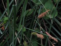 Carex hispida