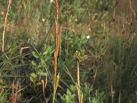 Carex hispida 2, Saxifraga-Inigo Sanchez
