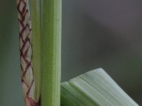 Carex hispida 3, Saxifraga-Rutger Barendse