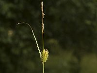 Carex hostiana 1, Blonde segge, Saxifraga-Jan van der Straaten