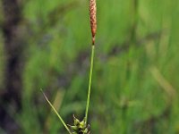 Carex hostiana 10, Blonde zegge, Saxifraga-Hans Dekker