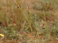 Carex hostiana 12, Blonde zegge, Saxifraga-Bas Klaver