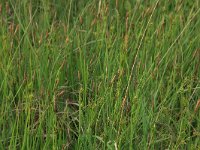 Carex hostiana 14, Blonde zegge, Saxifraga-Hans Boll