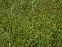 Carex hostiana 19, Blonde zegge, Saxifraga-Hans Boll