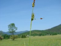 Carex hostiana 2, Blonde zegge, Saxifraga-Jasenka Topic