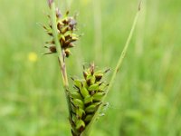Carex hostiana 2, Saxifraga-Rutger Barendse