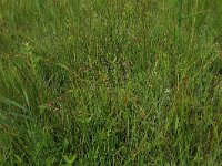 Carex hostiana 20, Blonde zegge, Saxifraga-Hans Boll
