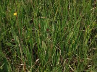 Carex hostiana 21, Blonde zegge, Saxifraga-Hans Boll