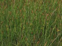 Carex hostiana 22, Blonde zegge, Saxifraga-Hans Boll