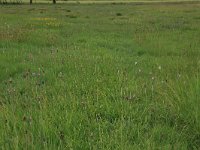 Carex hostiana 29, Blonde zegge, Saxifraga-Hans Boll