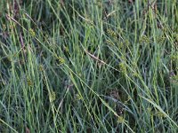 Carex hostiana 3, Blonde zegge, Saxifraga-Peter Meininger