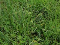 Carex hostiana 31, Blonde zegge, Saxifraga-Hans Boll