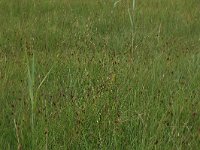 Carex hostiana 32, Blonde zegge, Saxifraga-Hans Boll