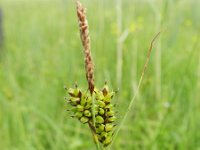 Carex hostiana 35, Blonde zegge, Saxifraga-Rutger Barendse