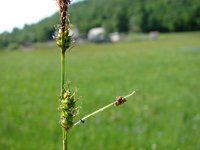 Carex hostiana 4, Blonde zegge, Saxifraga-Jasenka Topic