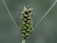 Carex hostiana 7, Blonde zegge, Saxifraga-Peter Meininger