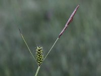 Carex hostiana 8, Blonde zegge, Saxifraga-Peter Meininger