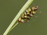 Carex hostiana 9, Blonde zegge, Saxifraga-Peter Meininger