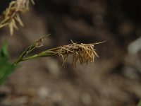 Carex humilis 1, Saxifraga-Jan van der Straaten