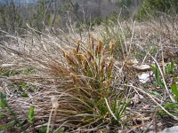 Carex humilis 2, Saxifraga-Jasenka Topic