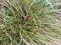 Carex humilis 6, Saxifraga-Rutger Barendse