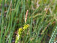 Carex lepidocarpa 1, Schubzegge, Saxifraga-Jasenka Topic