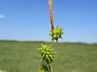 Carex lepidocarpa 10, Schubzegge, Saxifraga-Hans Dekker