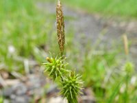 Carex lepidocarpa 11, Schubzegge, Saxifraga-Rutger Barendse
