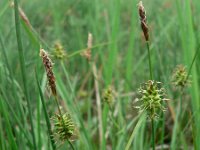 Carex lepidocarpa 2, Schubzegge, Saxifraga-Jan Willem Jongepier