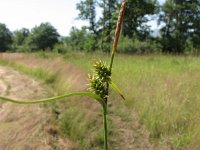 Carex lepidocarpa 3, Schubzegge, Saxifraga-Jasenka Topic