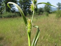 Carex lepidocarpa 4, Schubzegge, Saxifraga-Jasenka Topic