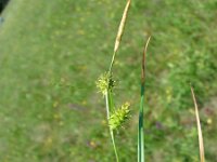 Carex lepidocarpa 5, Schubzegge, Saxifraga-Jasenka Topic