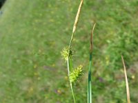 Carex lepidocarpa 5, Schubzegge, Saxifraga-Jasenka Topic