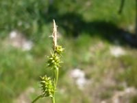 Carex lepidocarpa 6, Schubzegge, Saxifraga-Jasenka Topic