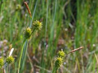 Carex lepidocarpa 7, Schubzegge, Saxifraga-Jasenka Topic