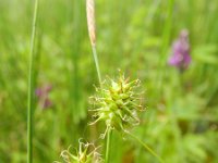 Carex lepidocarpa 8, Schubzegge, Saxifraga-Rutger Barendse